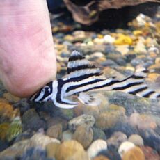 インペリアルゼブラプレコ①　２０２６年４月２３日入荷