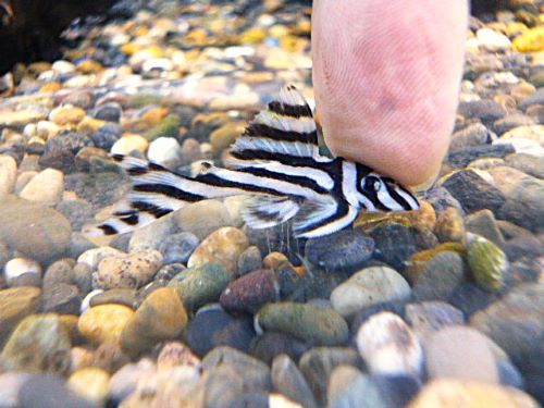 インペリアルゼブラプレコ