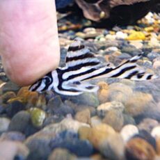 インペリアルゼブラプレコ②　２０２６年４月２３日入荷