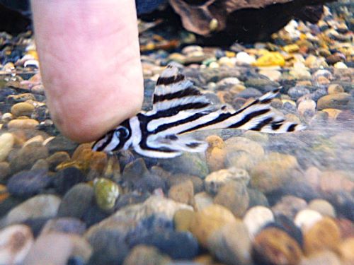 インペリアルゼブラプレコ②　２０２６年４月２３日入荷