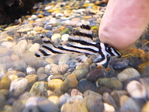 インペリアルゼブラプレコ