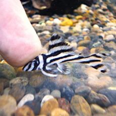 インペリアルゼブラプレコ③　２０２６年４月２３日入荷