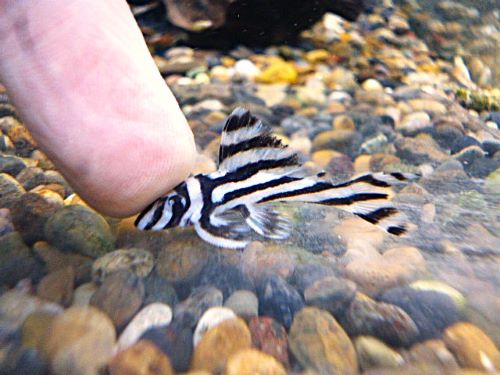 インペリアルゼブラプレコ③　２０２６年４月２３日入荷