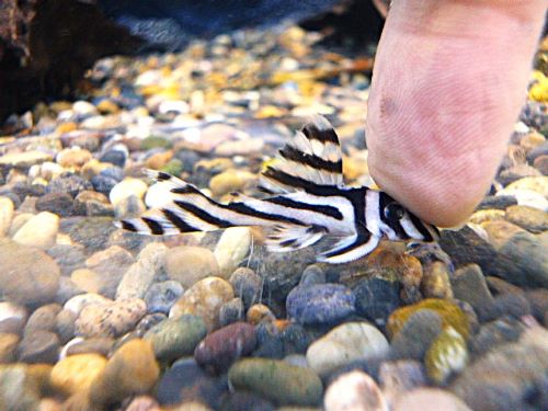 インペリアルゼブラプレコ