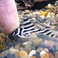 インペリアルゼブラプレコ④　２０２６年４月２３日入荷