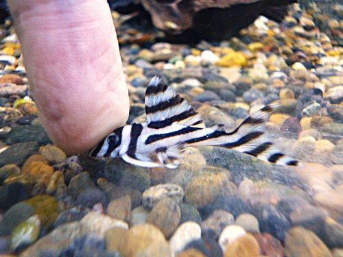 インペリアルゼブラプレコ④　２０２６年４月２３日入荷