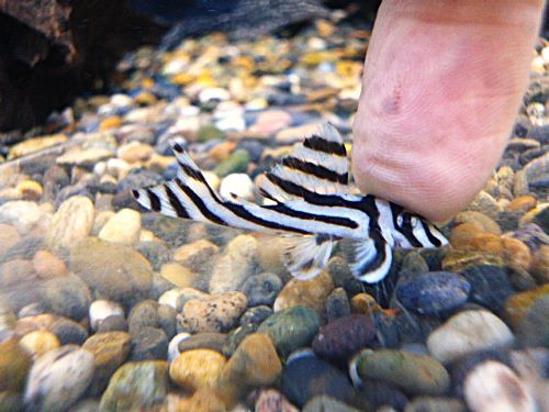 インペリアルゼブラプレコ