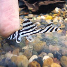 インペリアルゼブラプレコ⑤　２０２６年４月２３日入荷