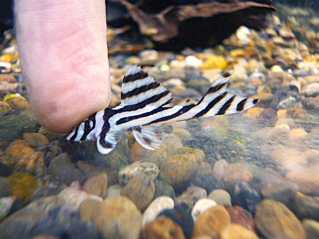 インペリアルゼブラプレコ⑤　２０２６年４月２３日入荷