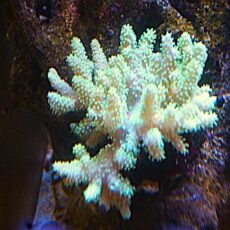 ナグラカタトサカ　メタグリーン　２０２６年４月２９日撮影