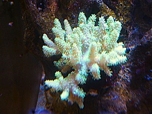 ナグラカタトサカ　メタグリーン　２０２６年４月２９日撮影