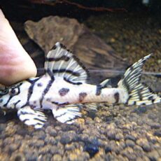 メガクラウンプレコ約６ｃｍ　　２０２６年４月２９日入荷