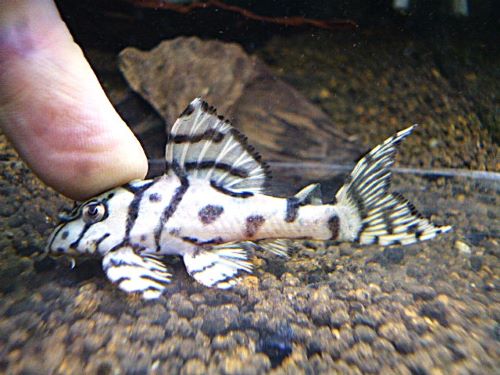 メガクラウンプレコ約６ｃｍ　　２０２６年４月２９日入荷