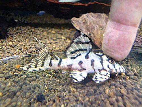 メガクラウンプレコ