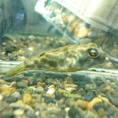 テトラオドン　パストゥレイタス　約４～５ｃｍ　２０２６年４月２５日入荷