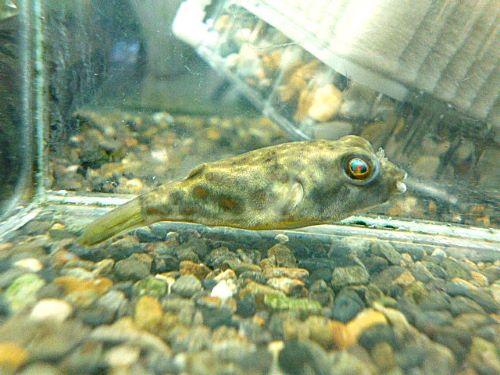 テトラオドン　パストゥレイタス　約４～５ｃｍ　２０２６年４月２５日入荷