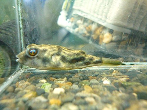 テトラオドン　パストゥレイタス