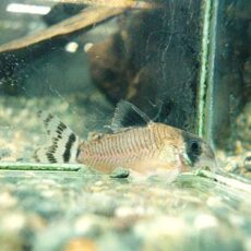 コリドラス　オイヤポクエンシス　２０２６年４月２５日入荷