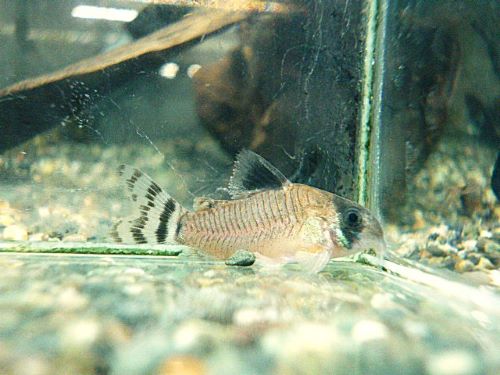 コリドラス　オイヤポクエンシス　２０２６年４月２５日入荷