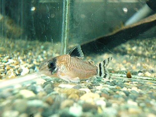 コリドラス　オイヤポクエンシス