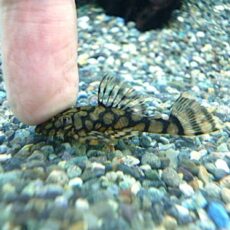 ロイヤルアラベスクブッシープレコ　２０２６年４月１６日入荷