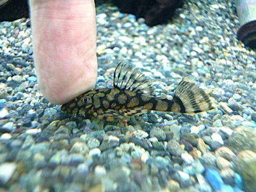 ロイヤルアラベスクブッシープレコ　２０２６年４月１６日入荷