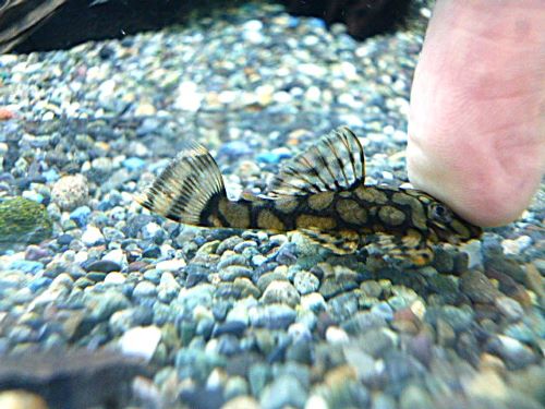 ロイヤルアラベスクブッシープレコ