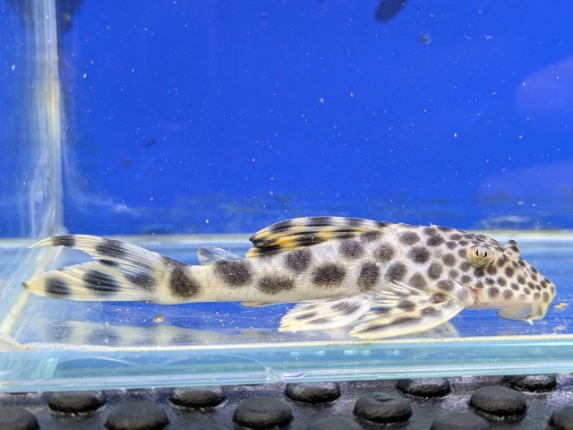 パラビックスポットペコルティア