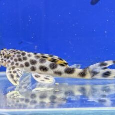 パラビックスポットペコルティア　2026年3月入荷！