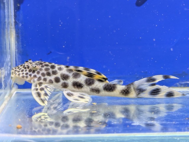 パラビックスポットペコルティア　2026年3月入荷！