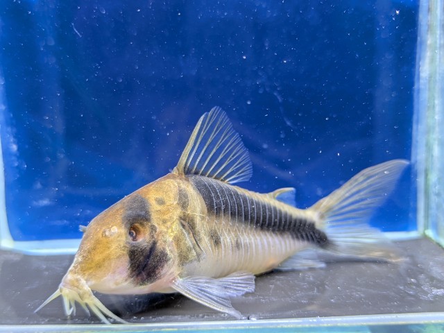 コリドラスセミロングノーズブロードバンドデビッドサンジィ