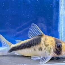 コリドラス　セミロングノーズブロードバンドデビッドサンジィ　片目難あり　2026年入荷！