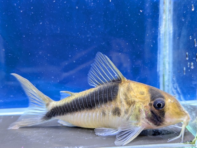 コリドラス　セミロングノーズブロードバンドデビッドサンジィ　片目難あり　2026年入荷！
