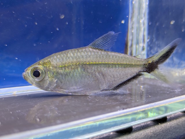 ジャックナイフテトラ