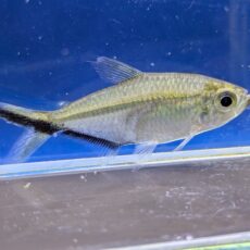 ジャックナイフテトラ　2026年4月入荷！