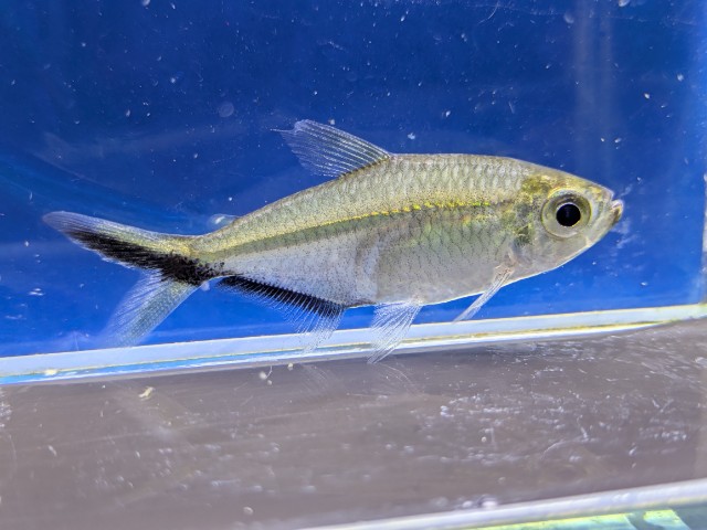 ジャックナイフテトラ　2026年4月入荷！