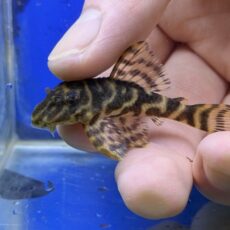 ブラックタイガープレコ　2026年4月入荷！