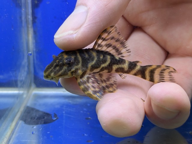 ブラックタイガープレコ　2026年4月入荷！