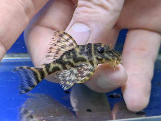 ブラックタイガープレコ