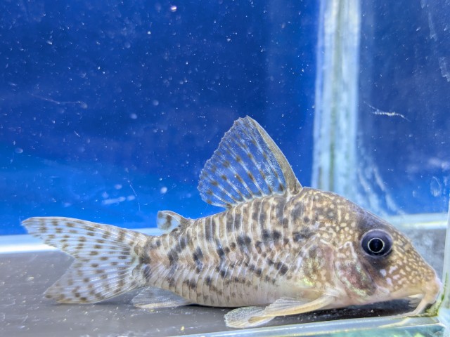 コリドラスタイガーアンチェスター