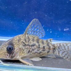 コリドラス　タイガーアンチェスター　2026年4月入荷！