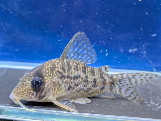 コリドラス　タイガーアンチェスター　2026年4月入荷！