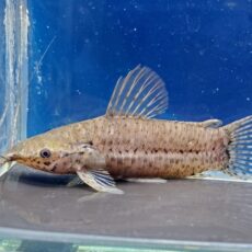 メガレキス sp.　コロンビア　2026年4月入荷！