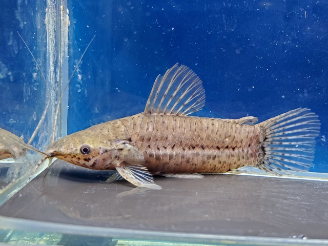 メガレキス sp.　コロンビア　2026年4月入荷！