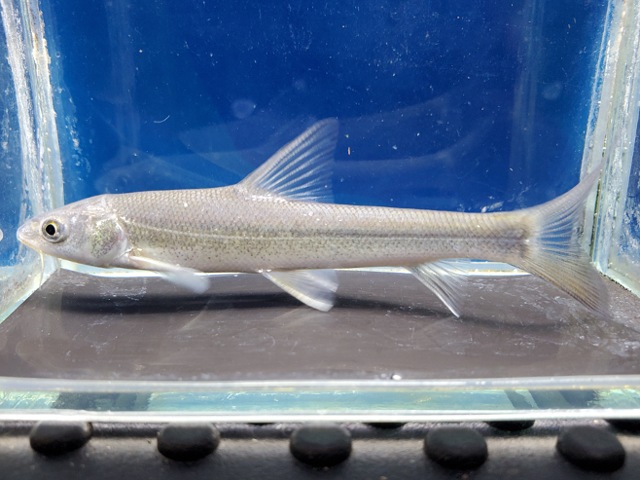 ルシオバルブス　ブラキセファルス