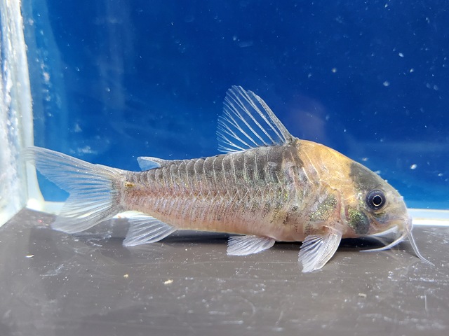 コリドラス　ナイスニー