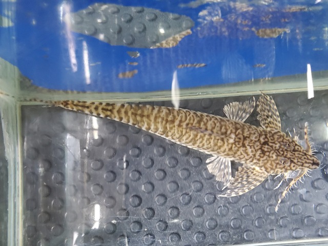 ラディノロリカリア・マクロミスタックス