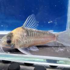 コリドラス　ナイスニー　サンガブリエル　2026年4月入荷！