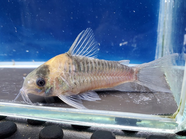 コリドラス　ナイスニー　サンガブリエル　2026年4月入荷！