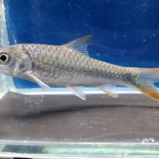 ラベオバルブス sp.　タンザニア　1　2026年4月入荷！